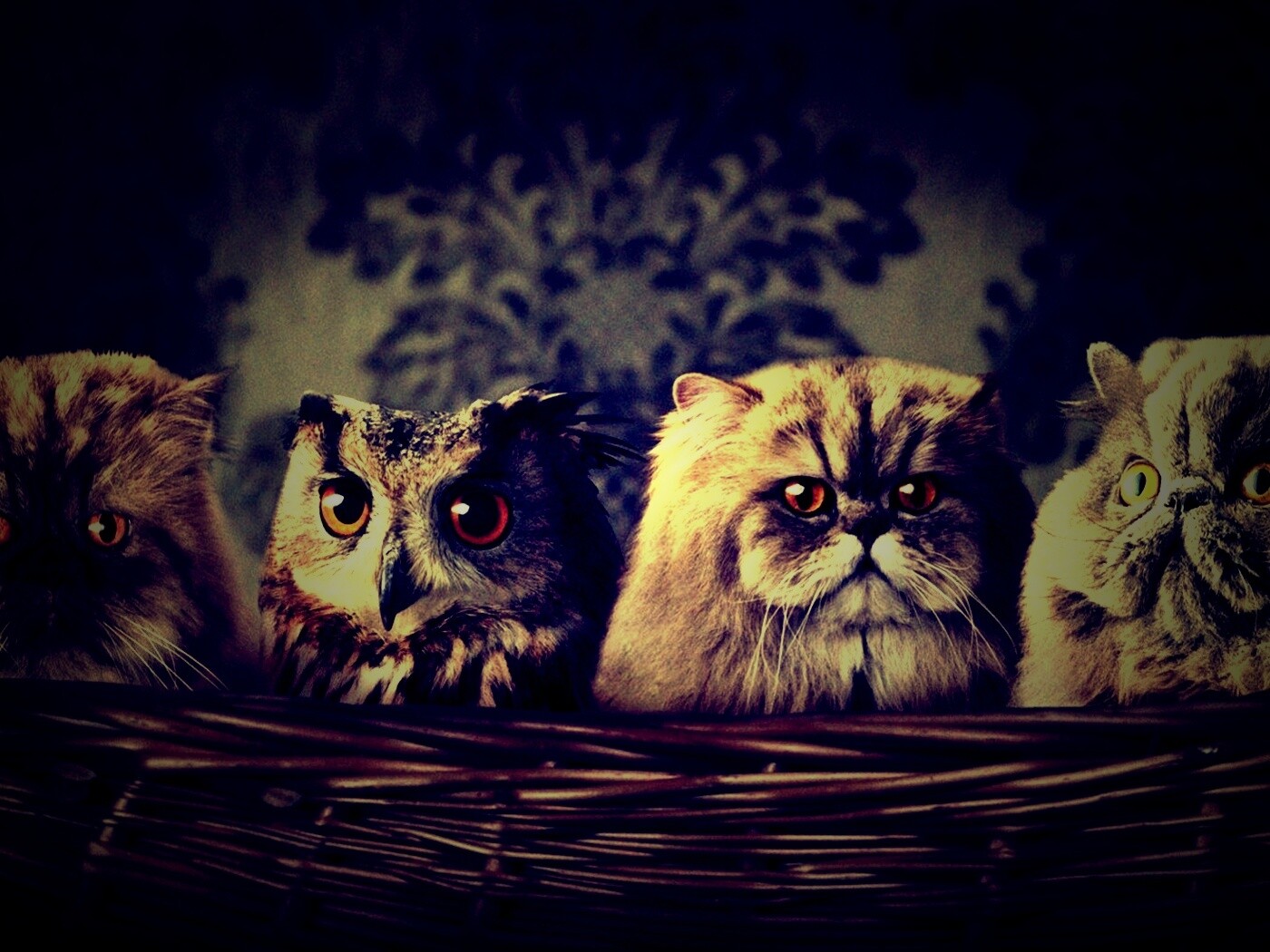 Чужой среди своих обои