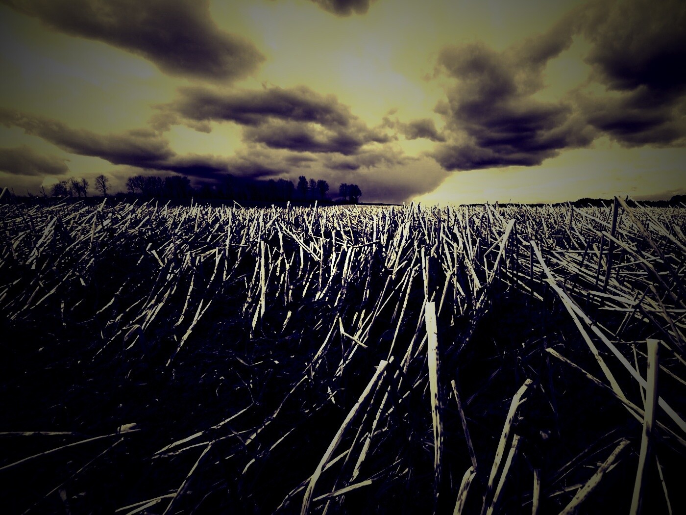 Убранное поле обои