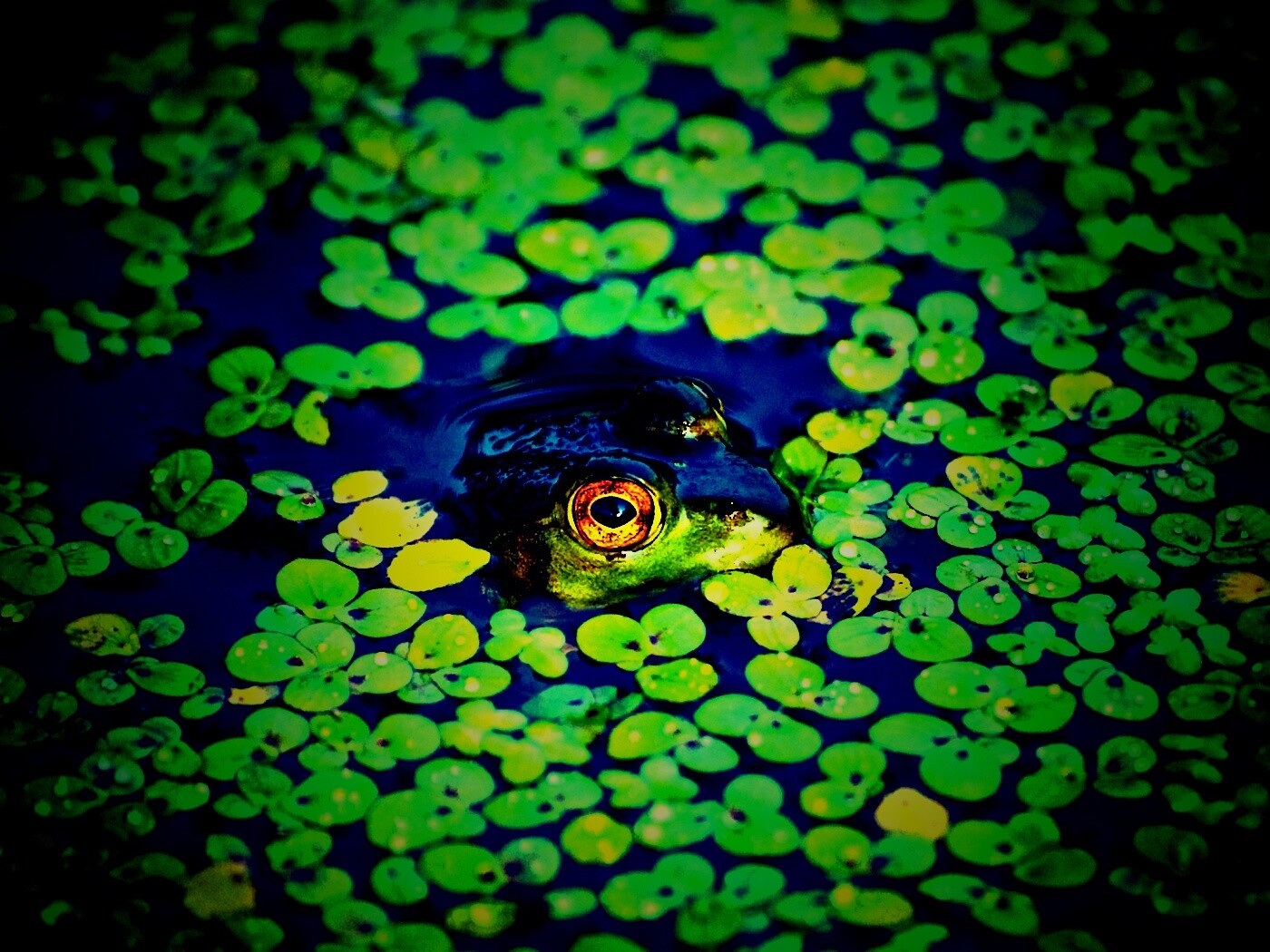 Маленькая лягушка обои