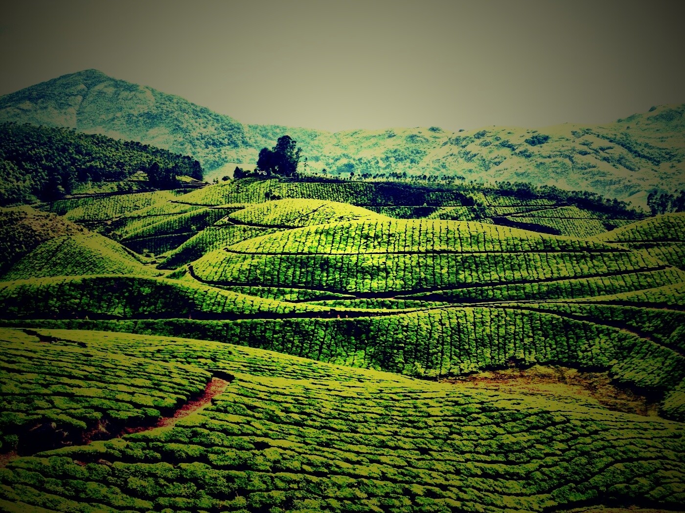 Плантации в Индии обои