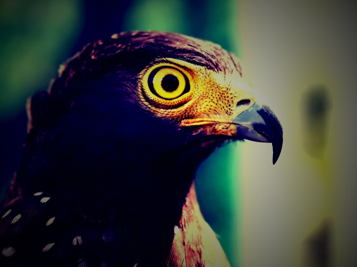 Взгляд орла обои