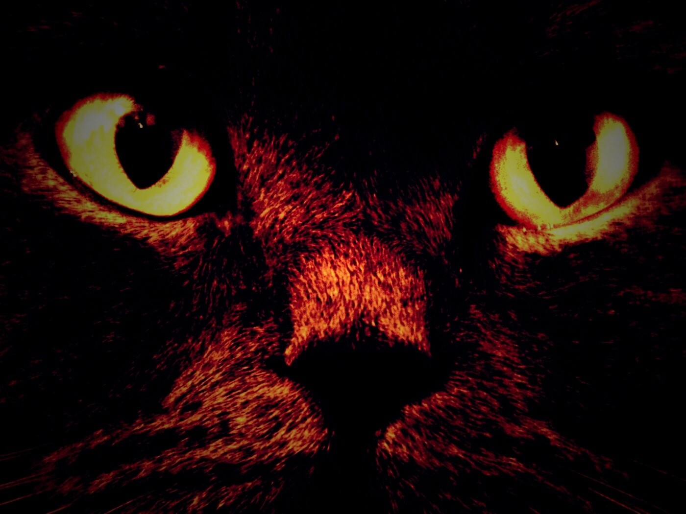 Черный кот с оранжевыми глазами обои