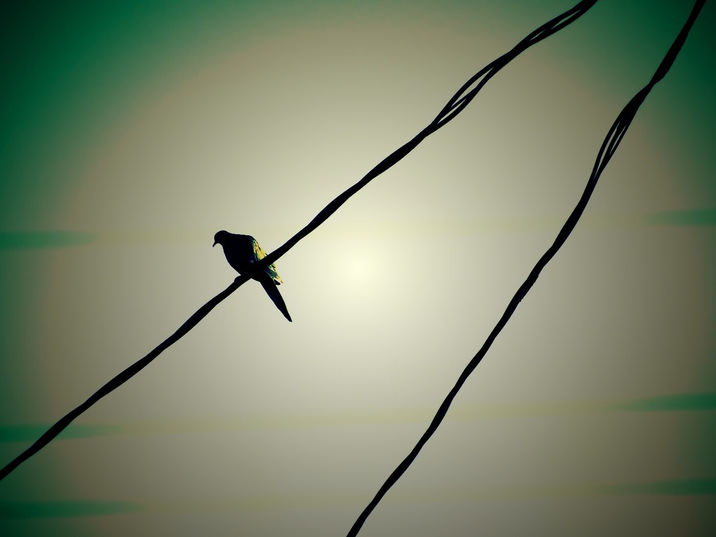 Птица на проводе обои