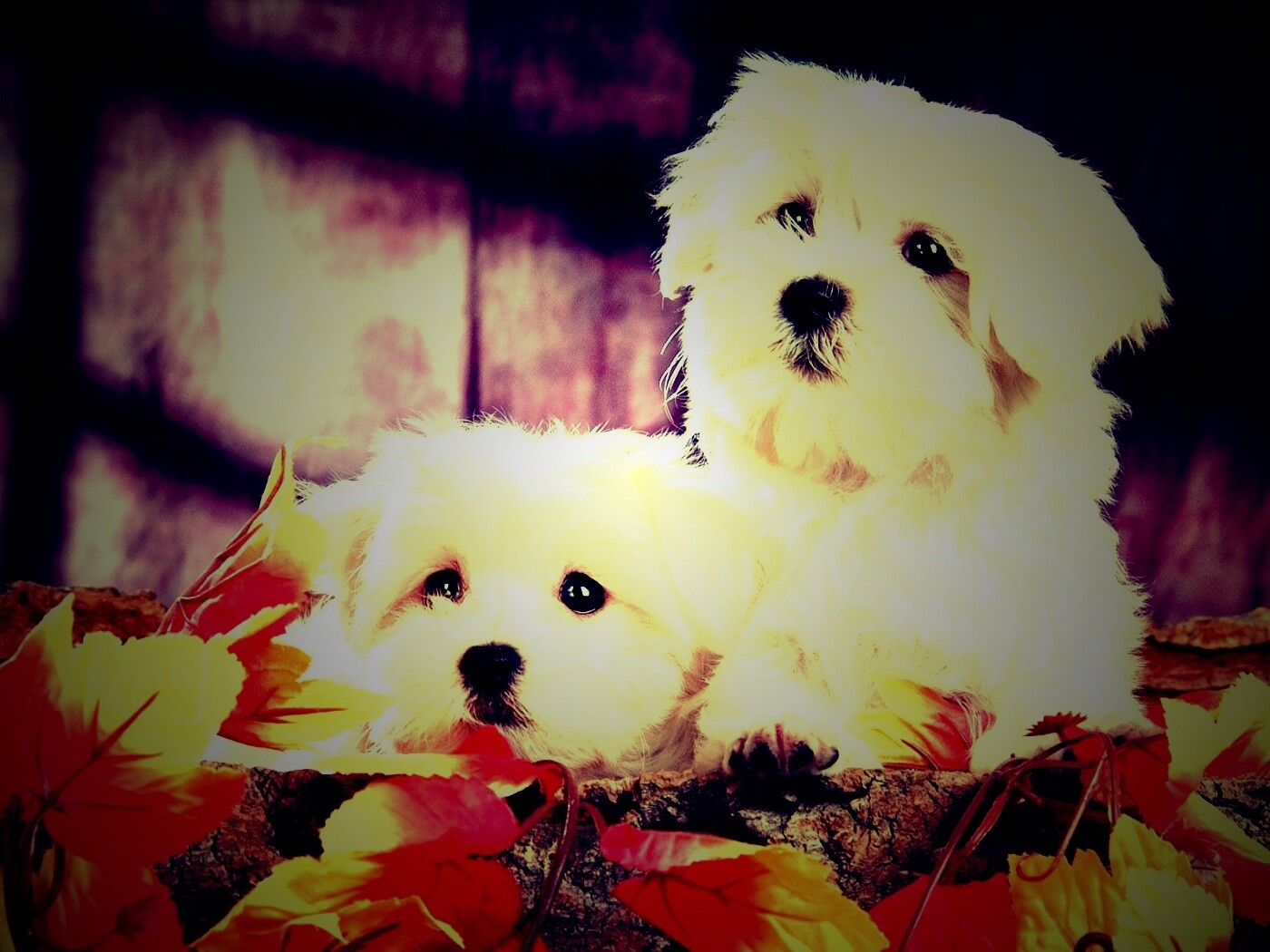 Два белых и пушистых пёсика  обои