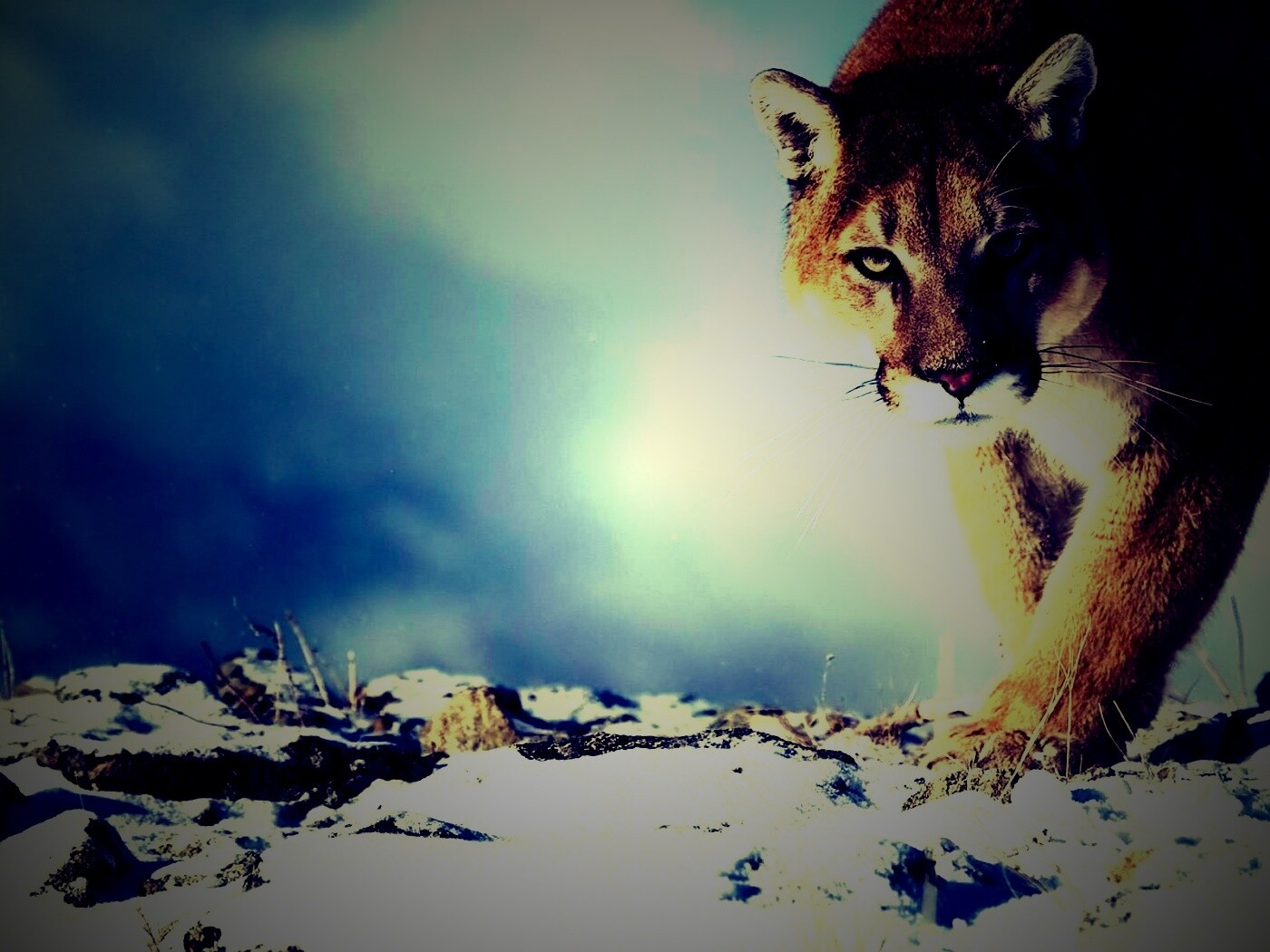 Пума с грозным взглядом обои