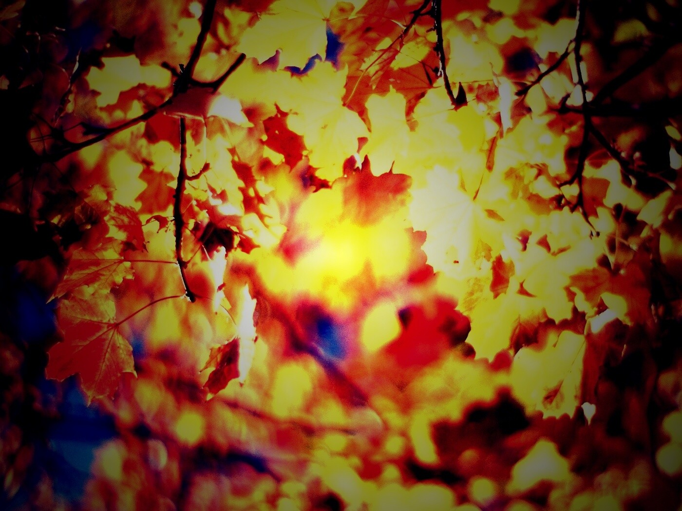 Жёлтые листья обои