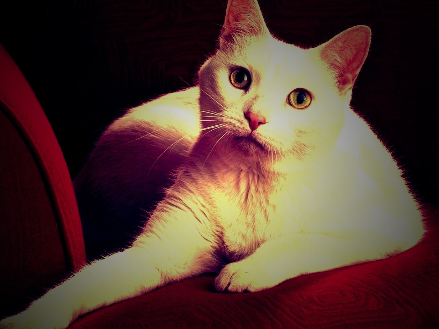 Белой кот на красном диване обои