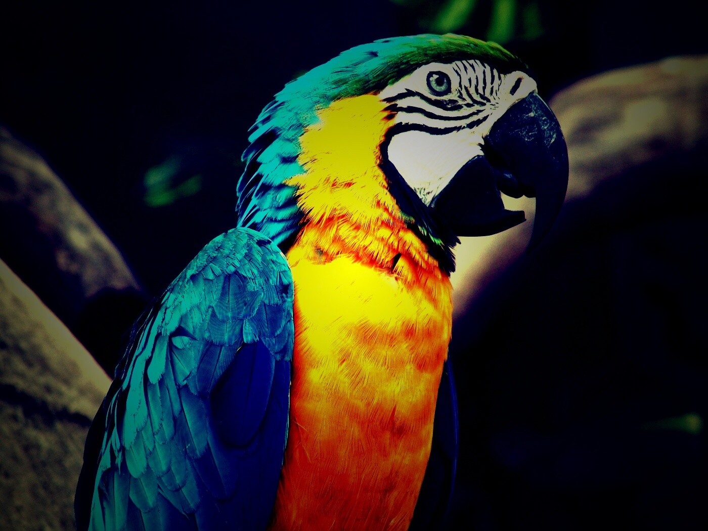 Разноцветынй попугай обои