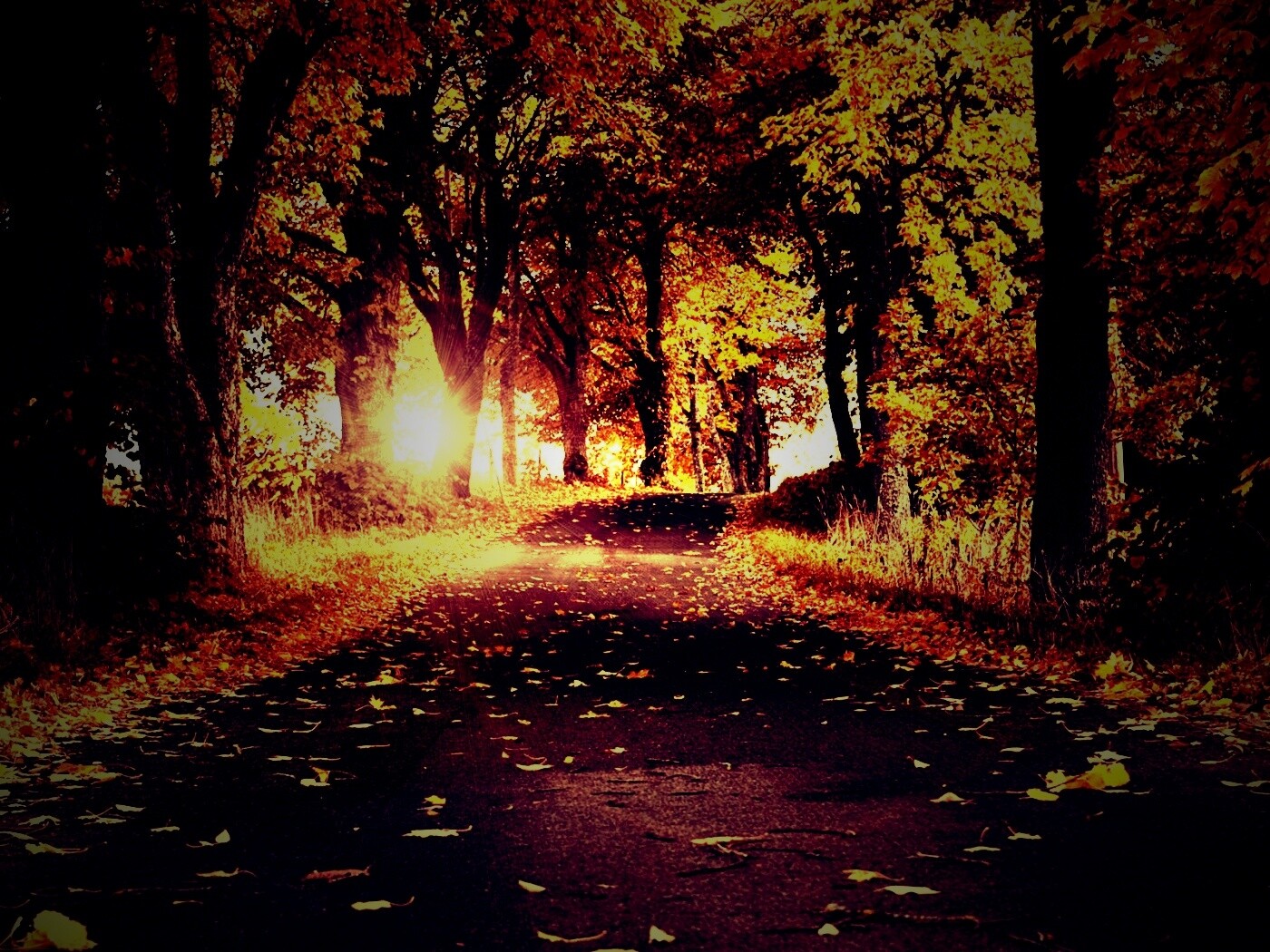 Дорога в осеннем парке обои