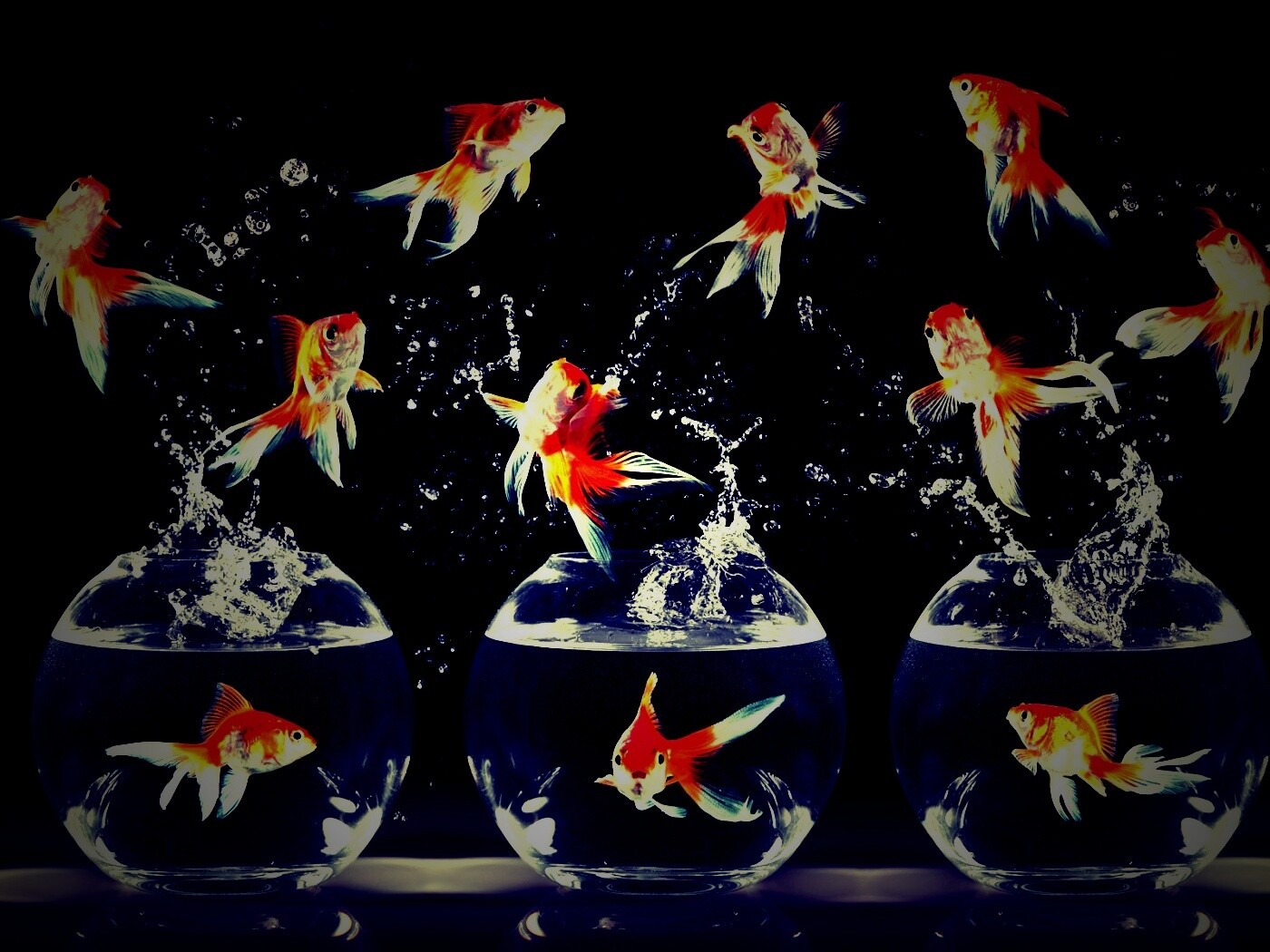 Аквариумы жонглируют рыбами обои