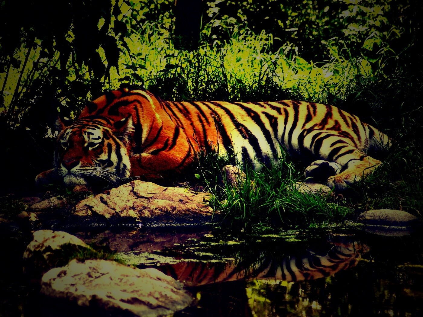 Тигр отдыхает обои