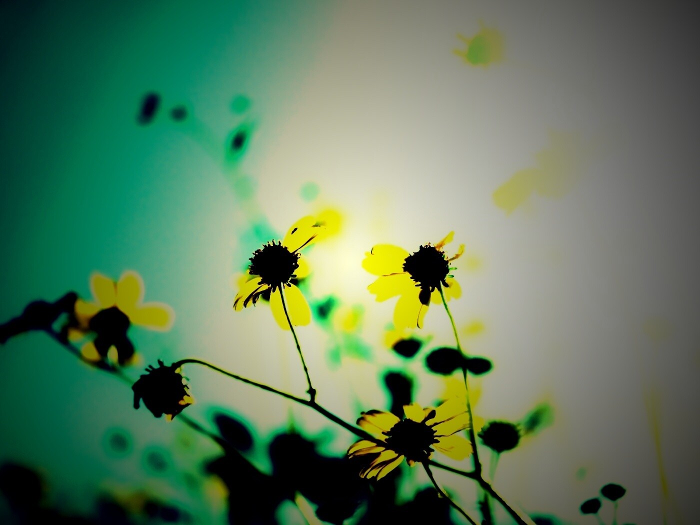 Жёлтые цветочки обои