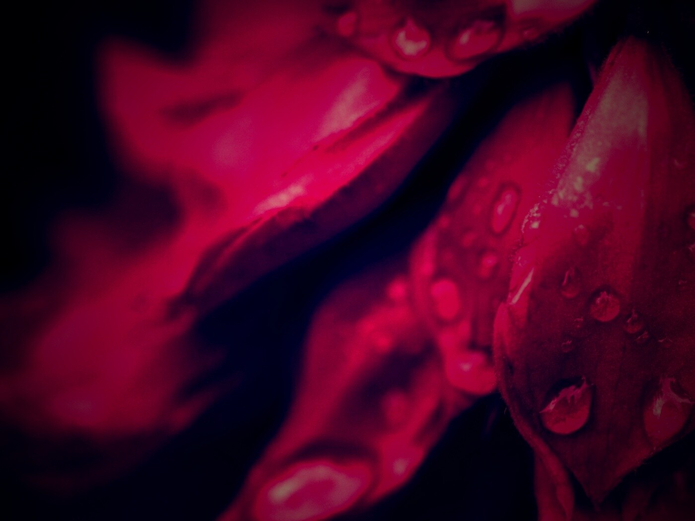 Лепестки обои