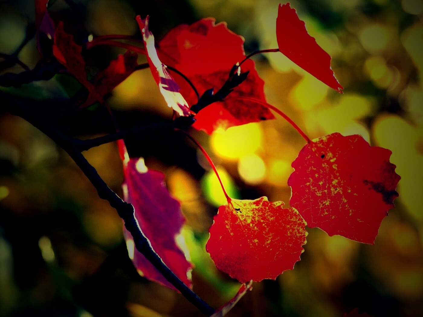 Красные листья обои