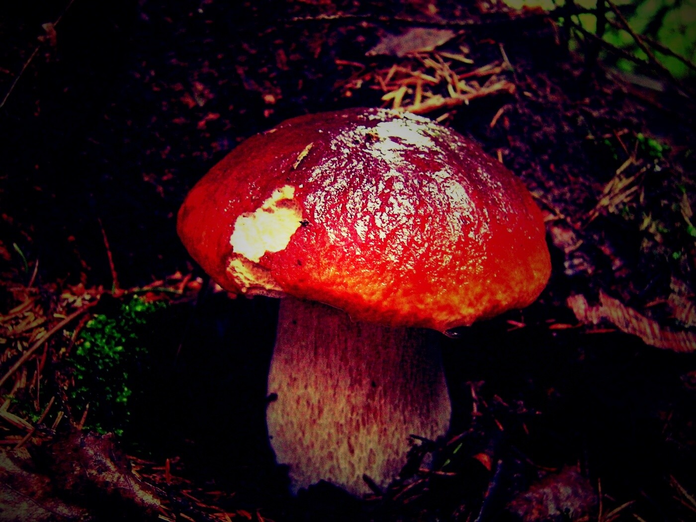 Белый гриб обои