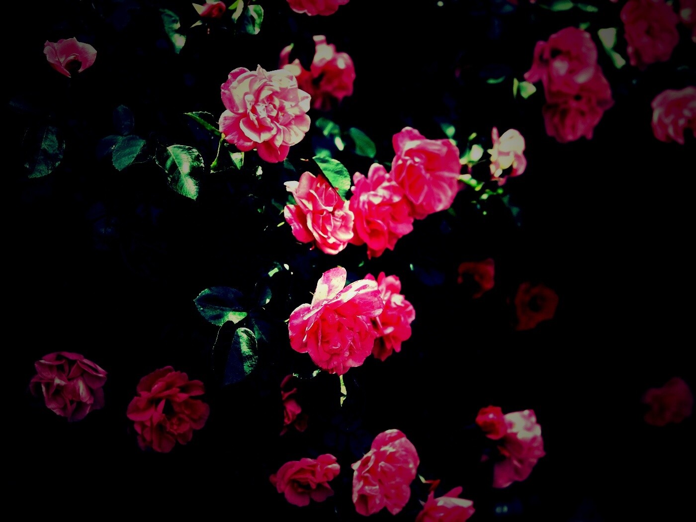 Розовый куст обои