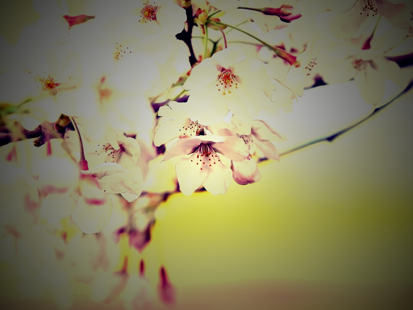 Цветение вишни обои