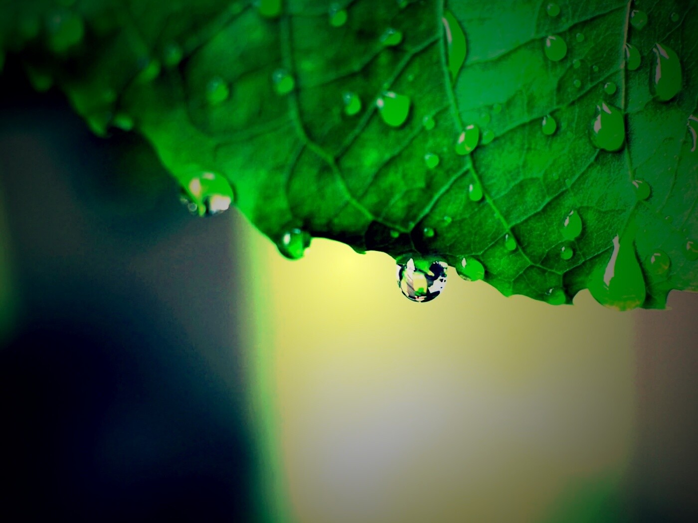 Роса на листе в макро обои
