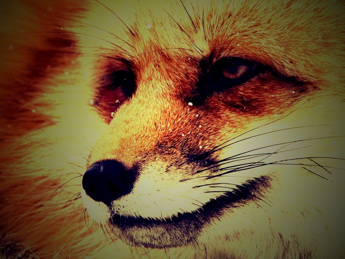 Морда рыжей лисы обои