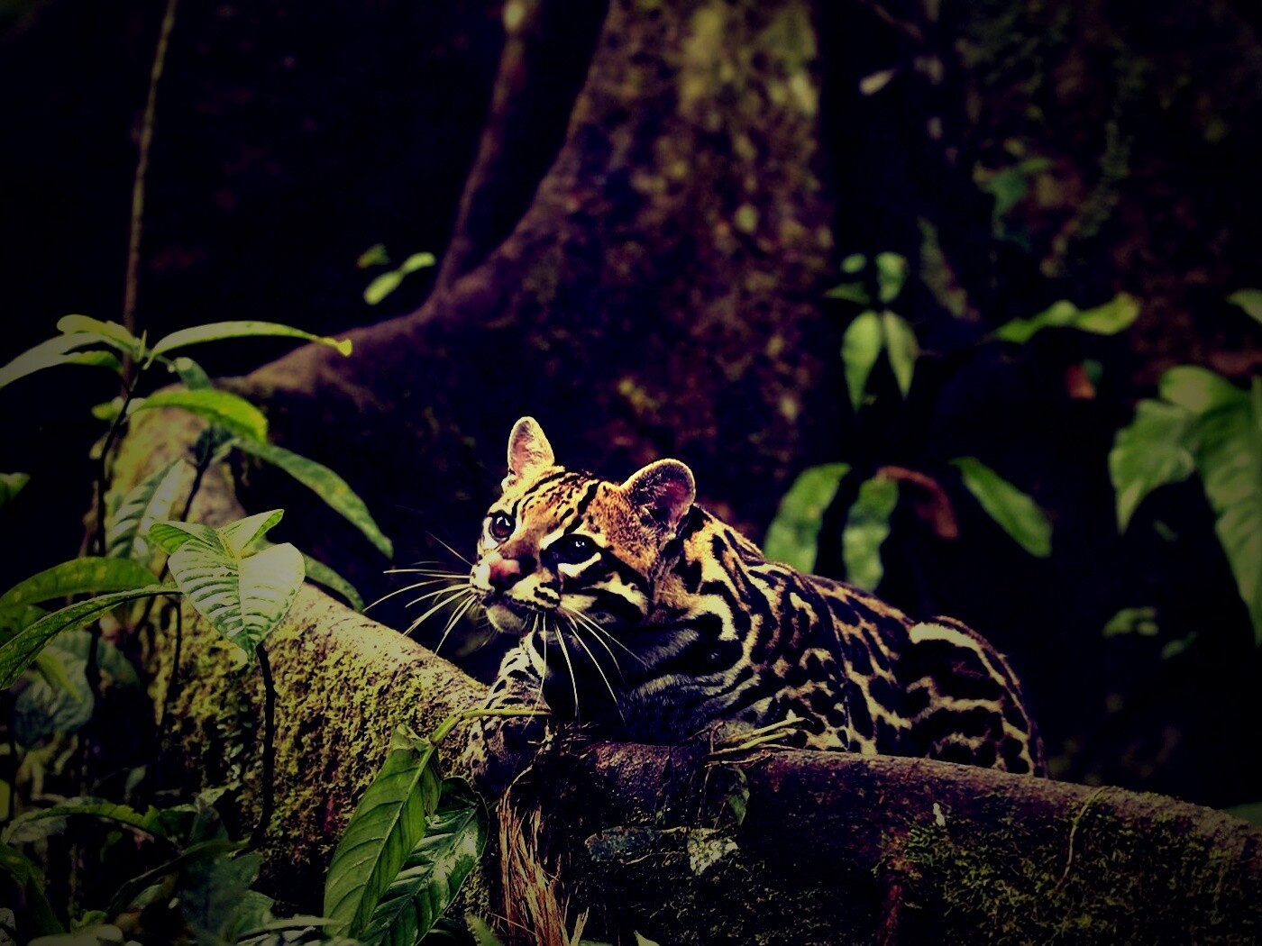 Оцелот обои