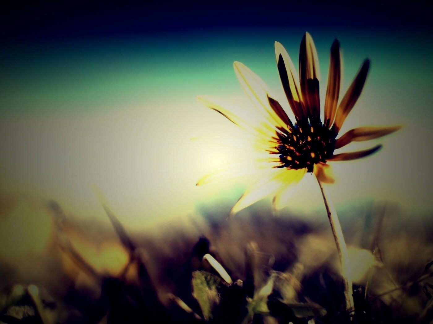 Летний цветок на солнце обои