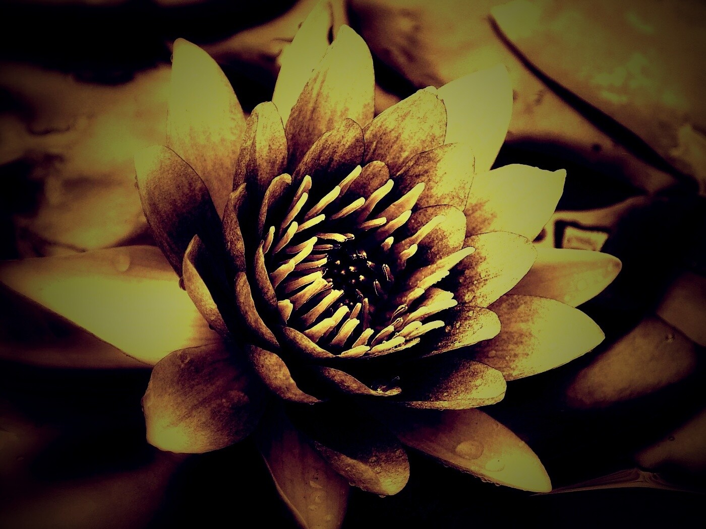 Кувшинка обои