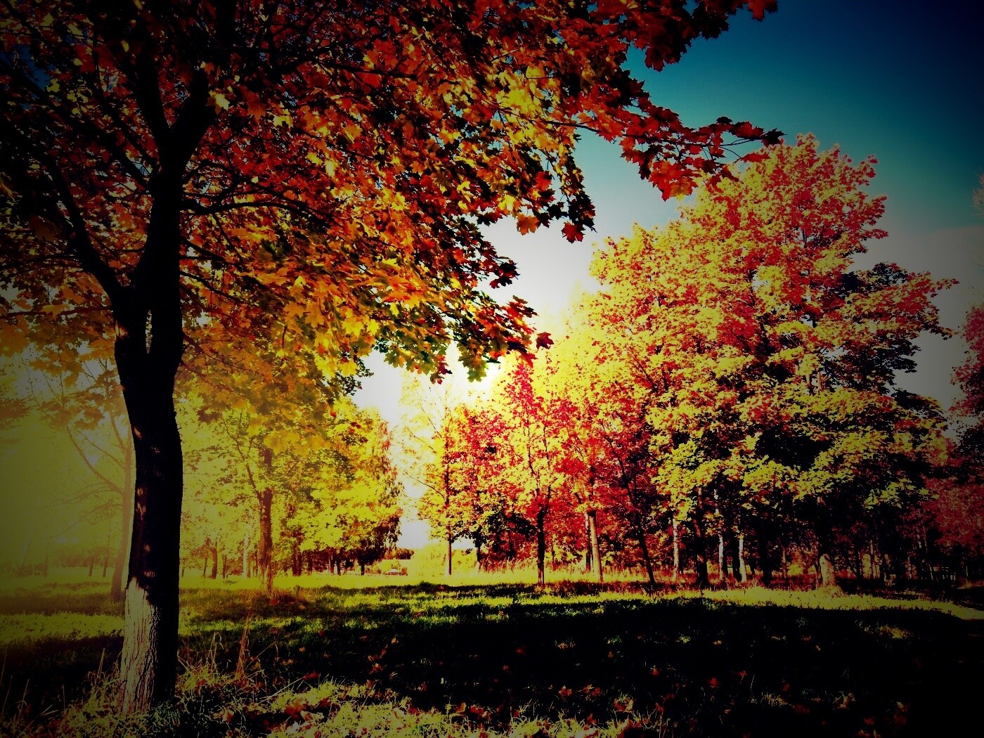 Осень в лесу обои