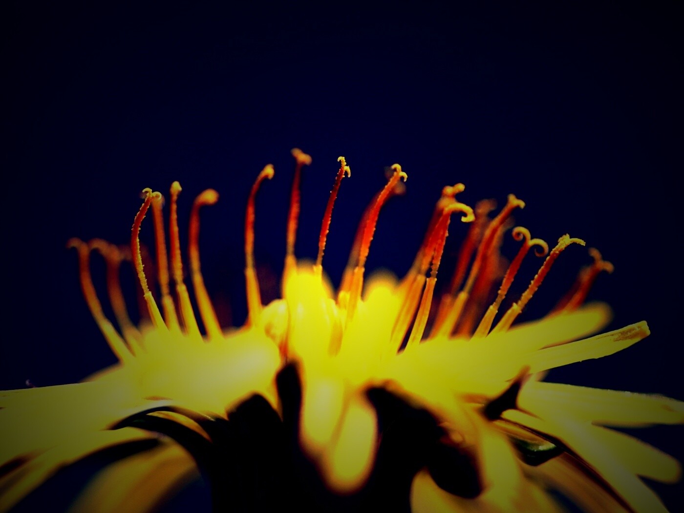 Тычинки обои