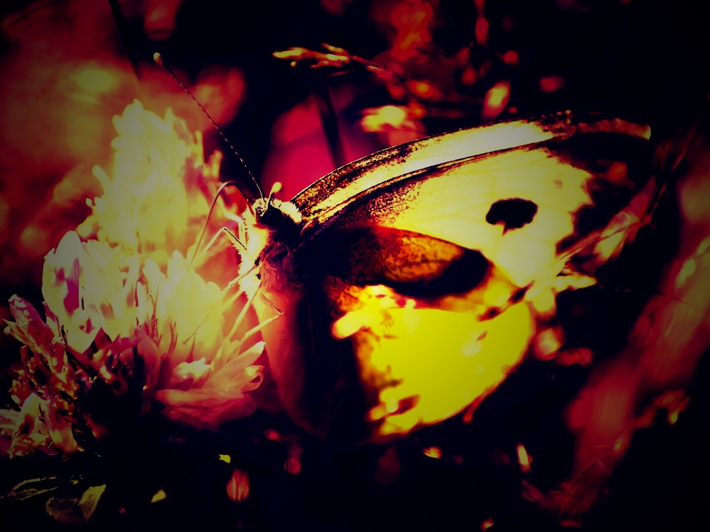 Бабочка на цветке обои