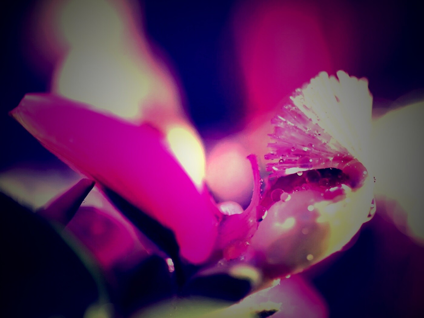 Капли на лиловом цветке обои