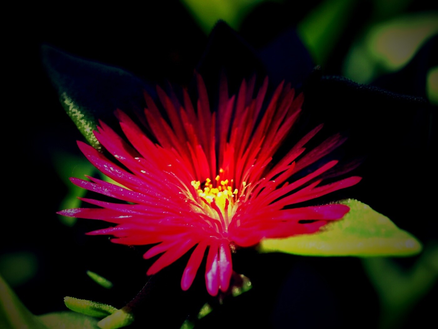 Чудесный цветок обои