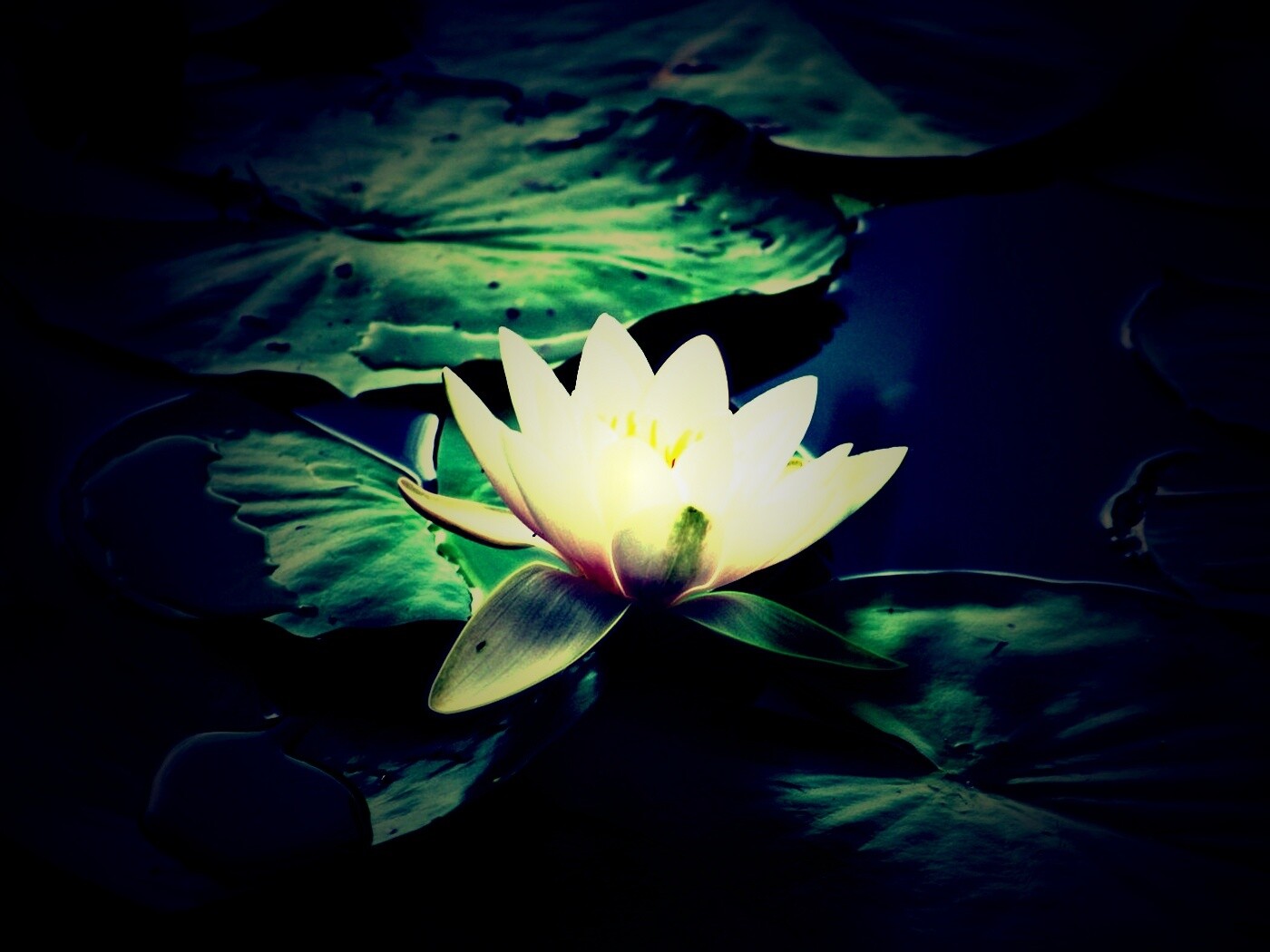 Кувшинка обои