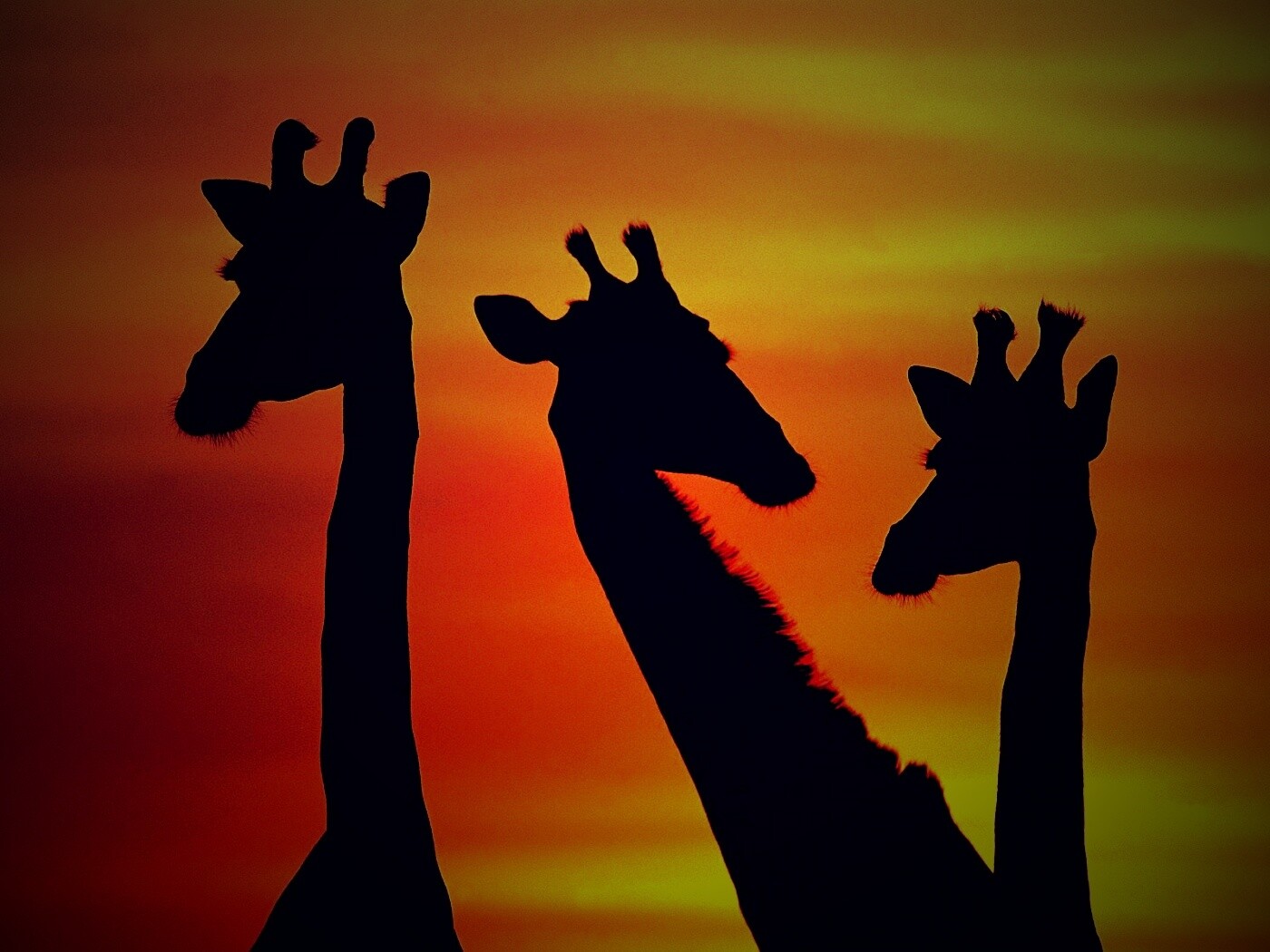 Три силуэта жирафов на фоне неба обои