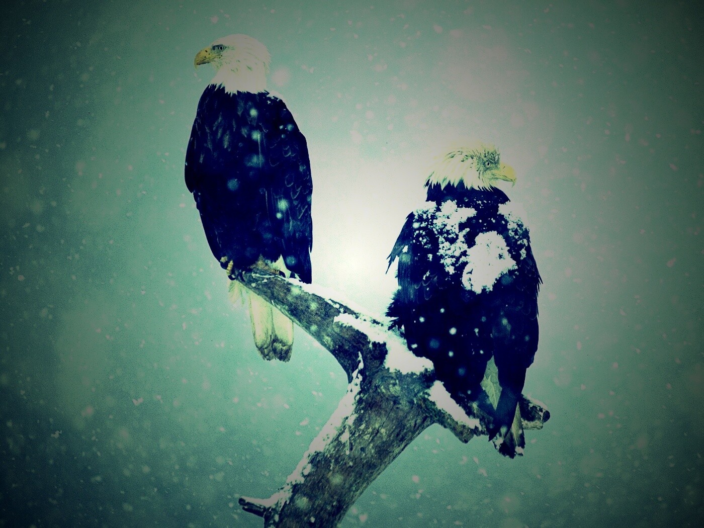 Орлы на ветке в снегопад обои