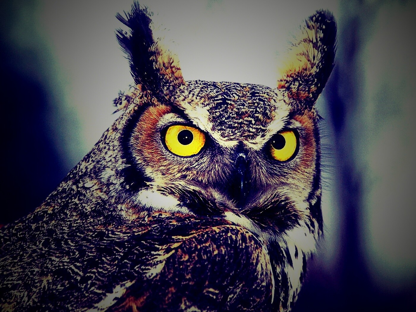 Орлиная сова обои