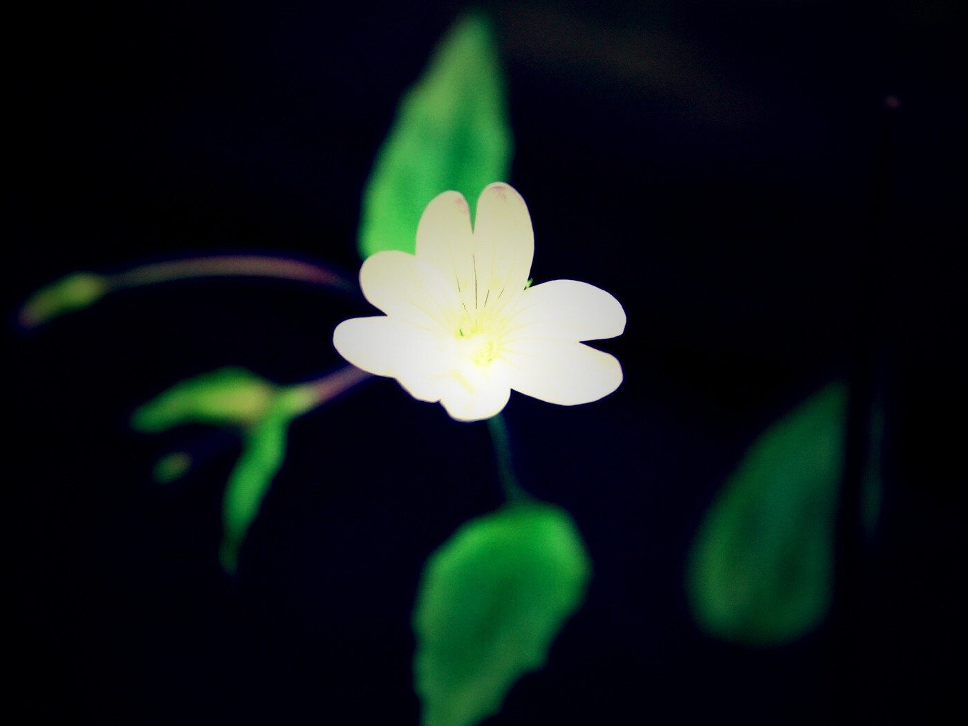 Маленький цветок в макро обои