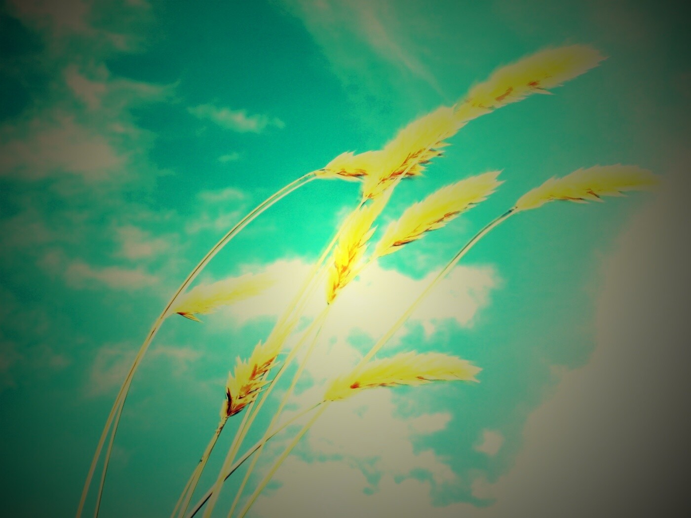 Колосья обои