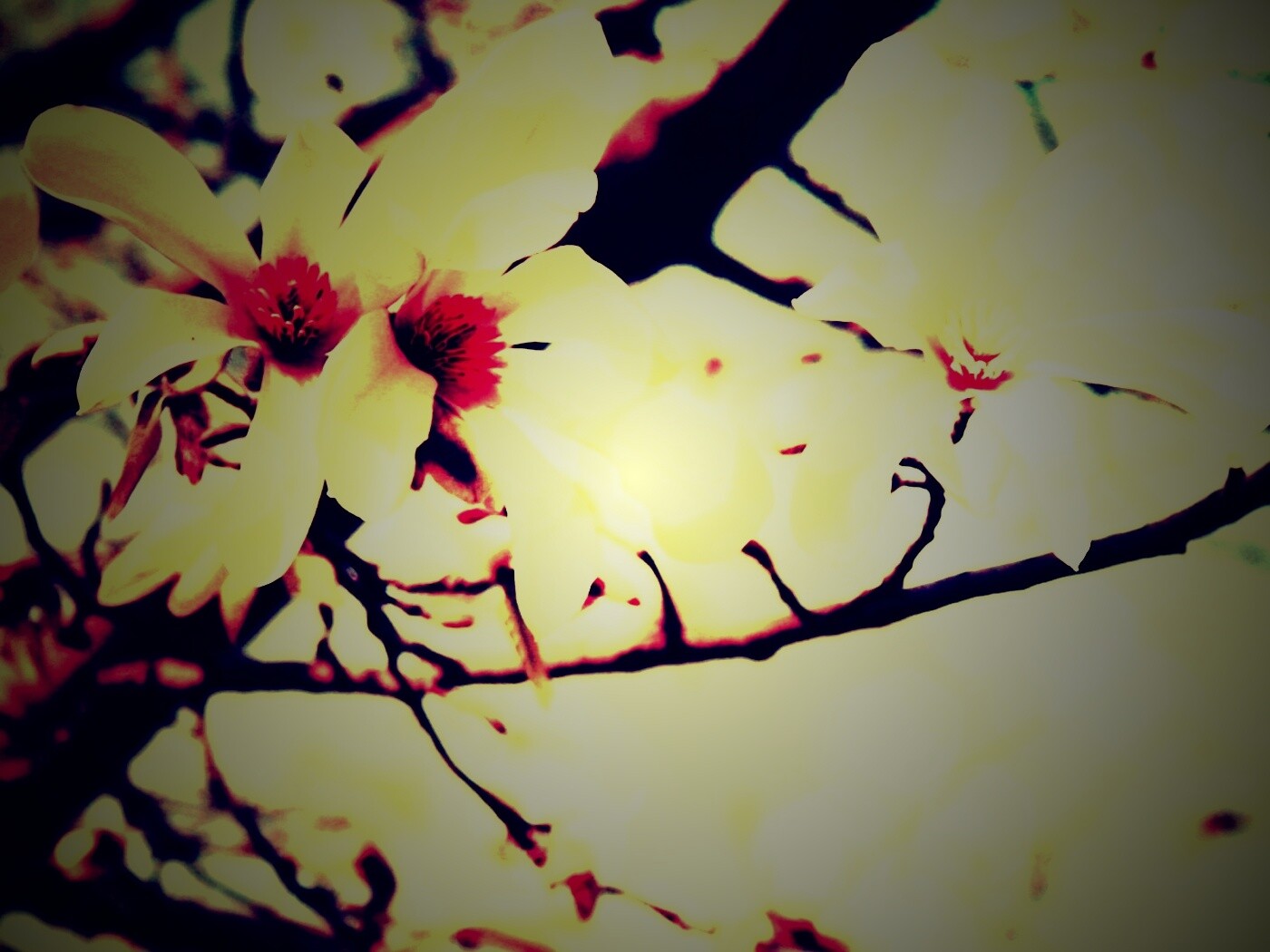 Цветы вишневого дерева обои