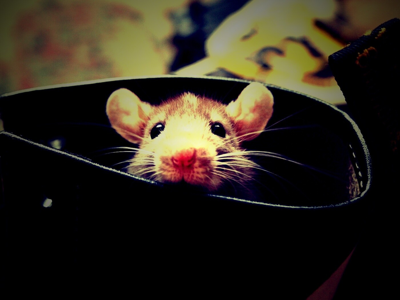 Мышонок выглядывает из ботинка обои