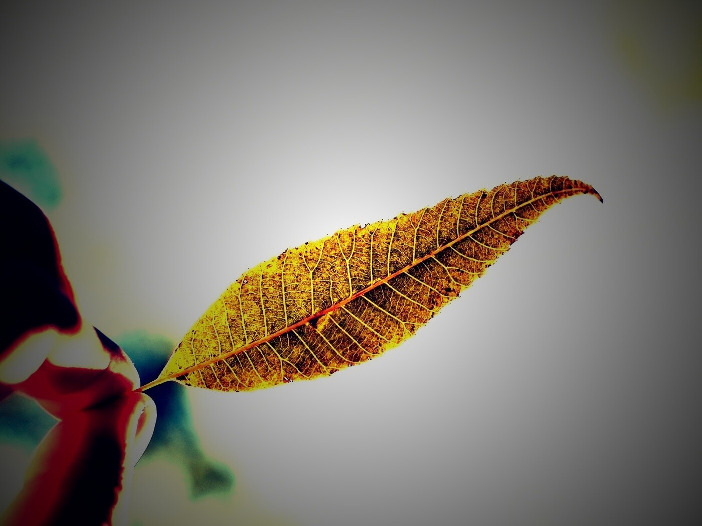 Листик в пальцах обои