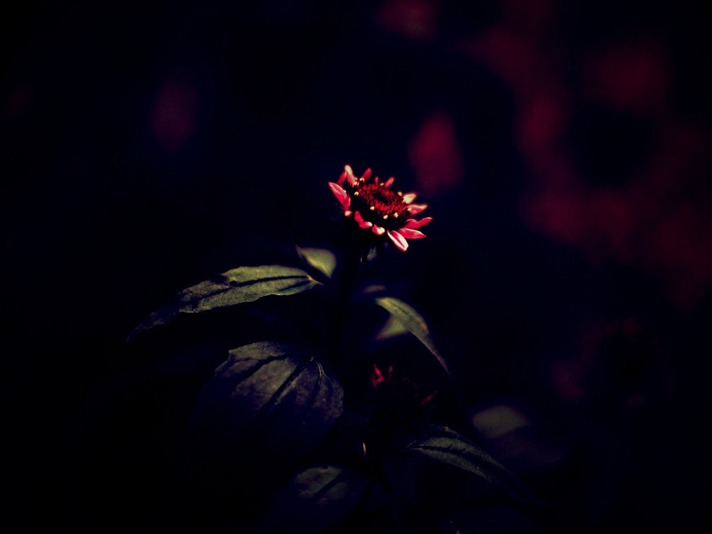 Фотография цветка обои