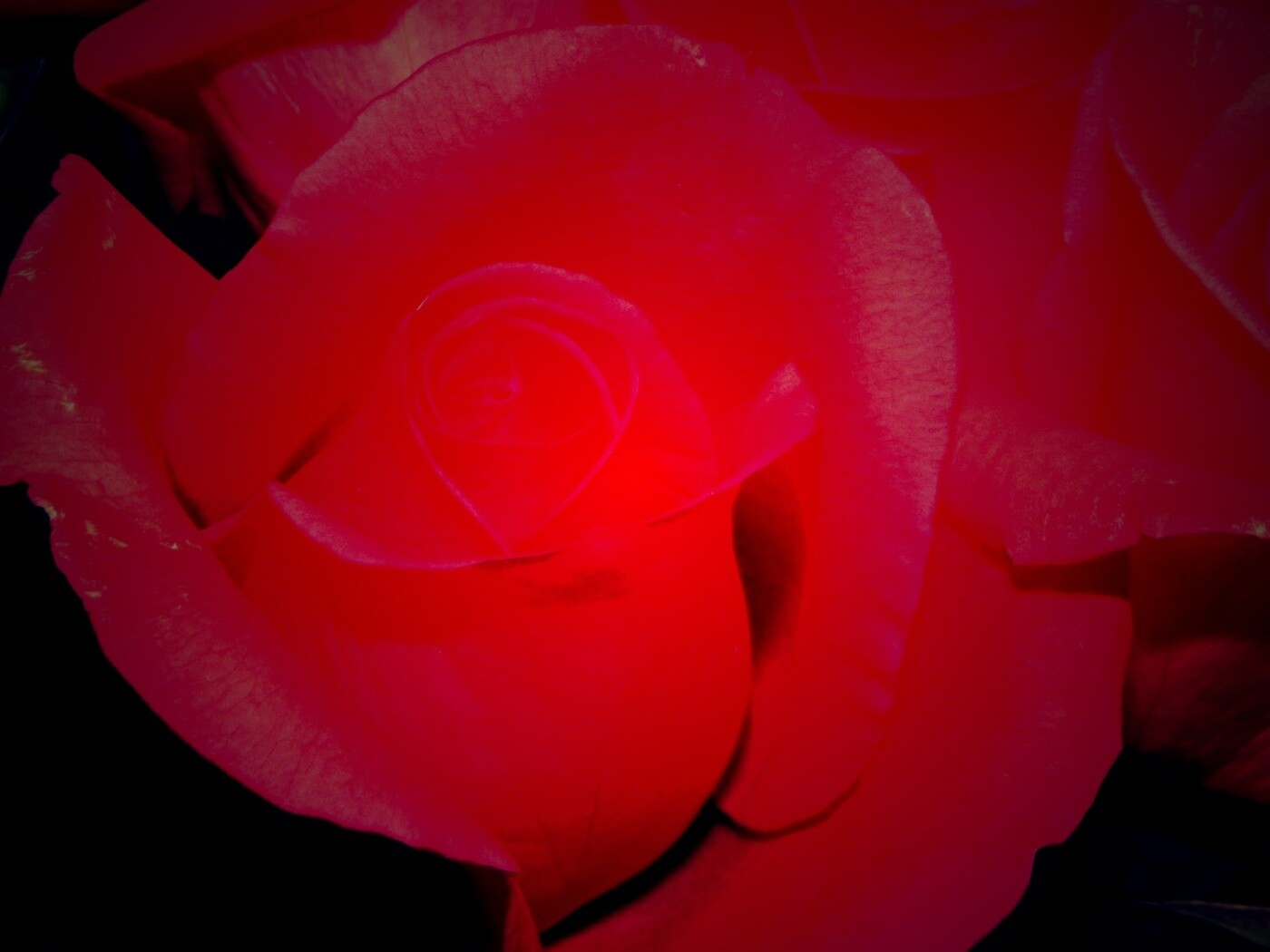 Бутон розы обои