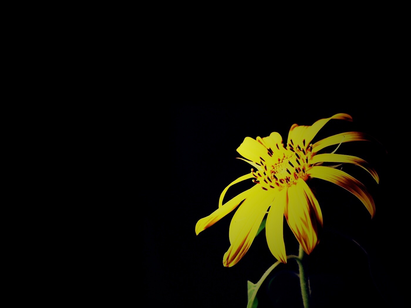 Жёлтый цветок на чёрном фоне обои