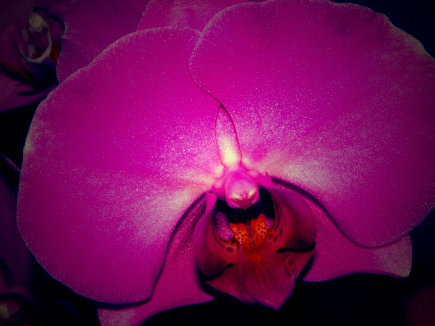 Фиолетовая орхидея обои