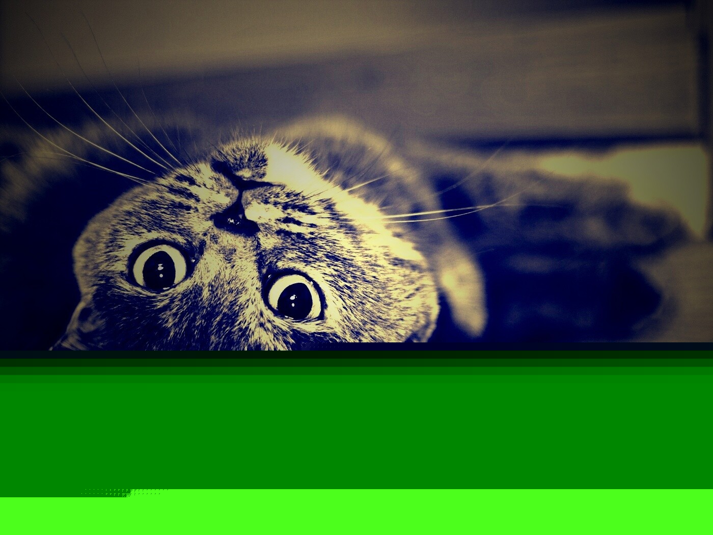 Кот британец обои