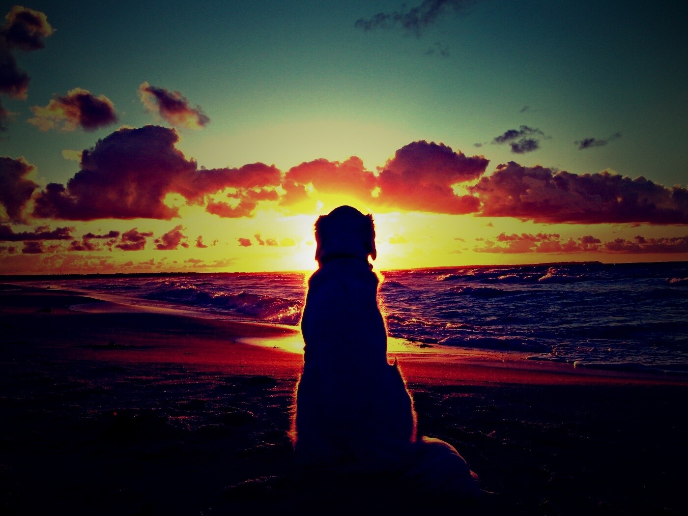 Собака наблюдающая закат на пляже обои