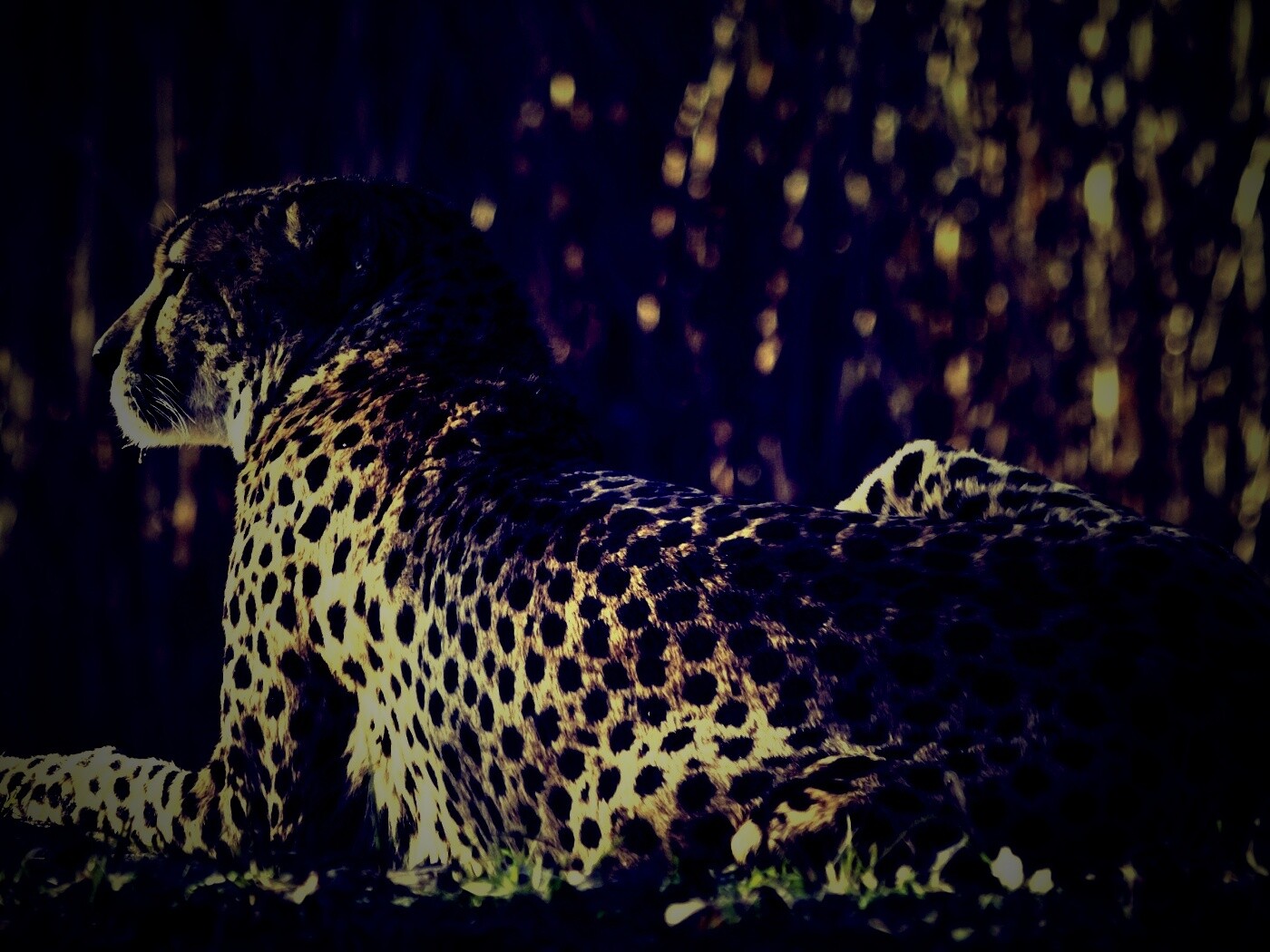 Гепард обои