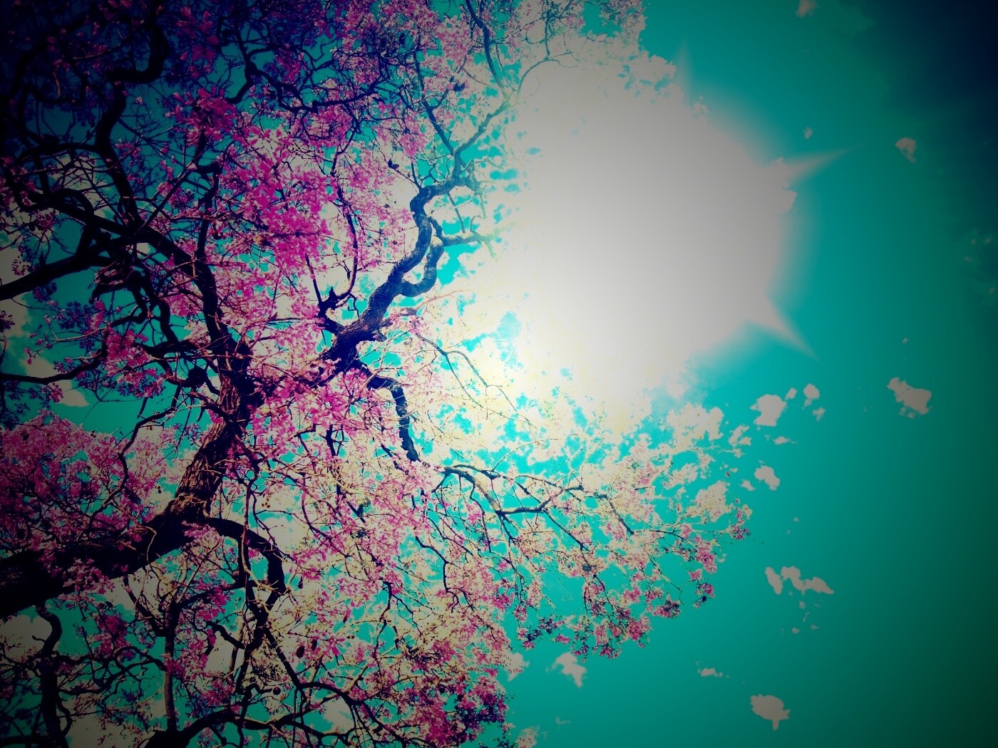 Цветение вишни обои