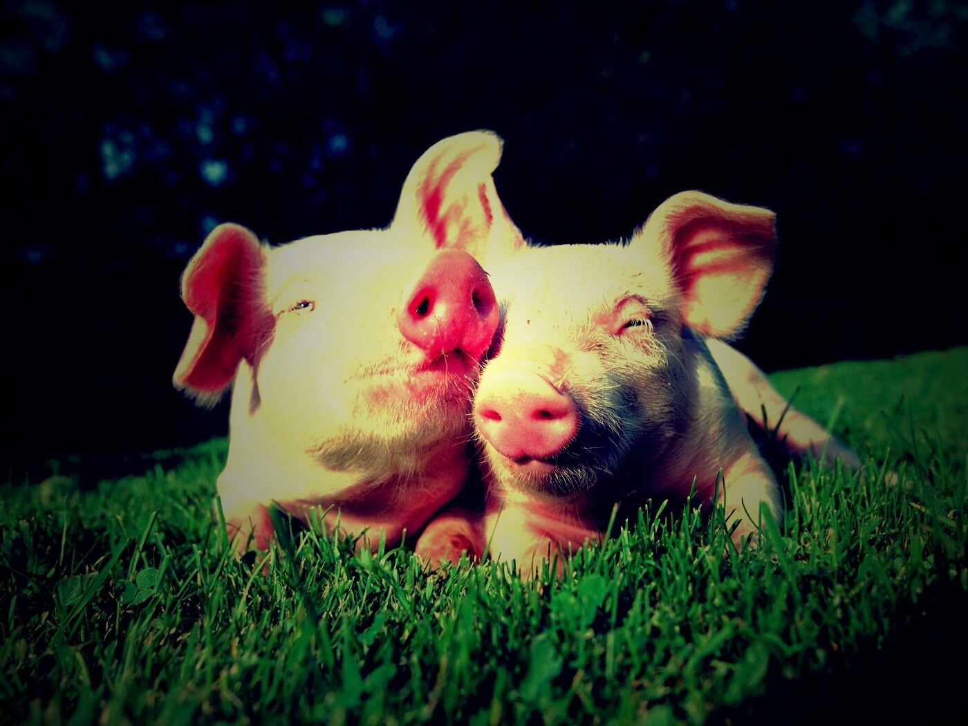 Два поросёнка обои