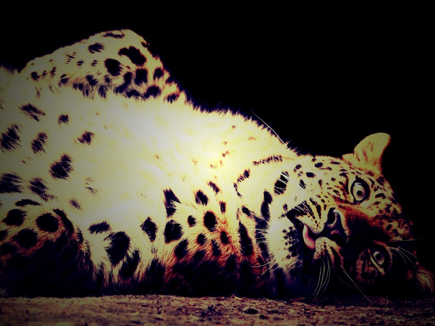 Большая пятнистая кошечка обои